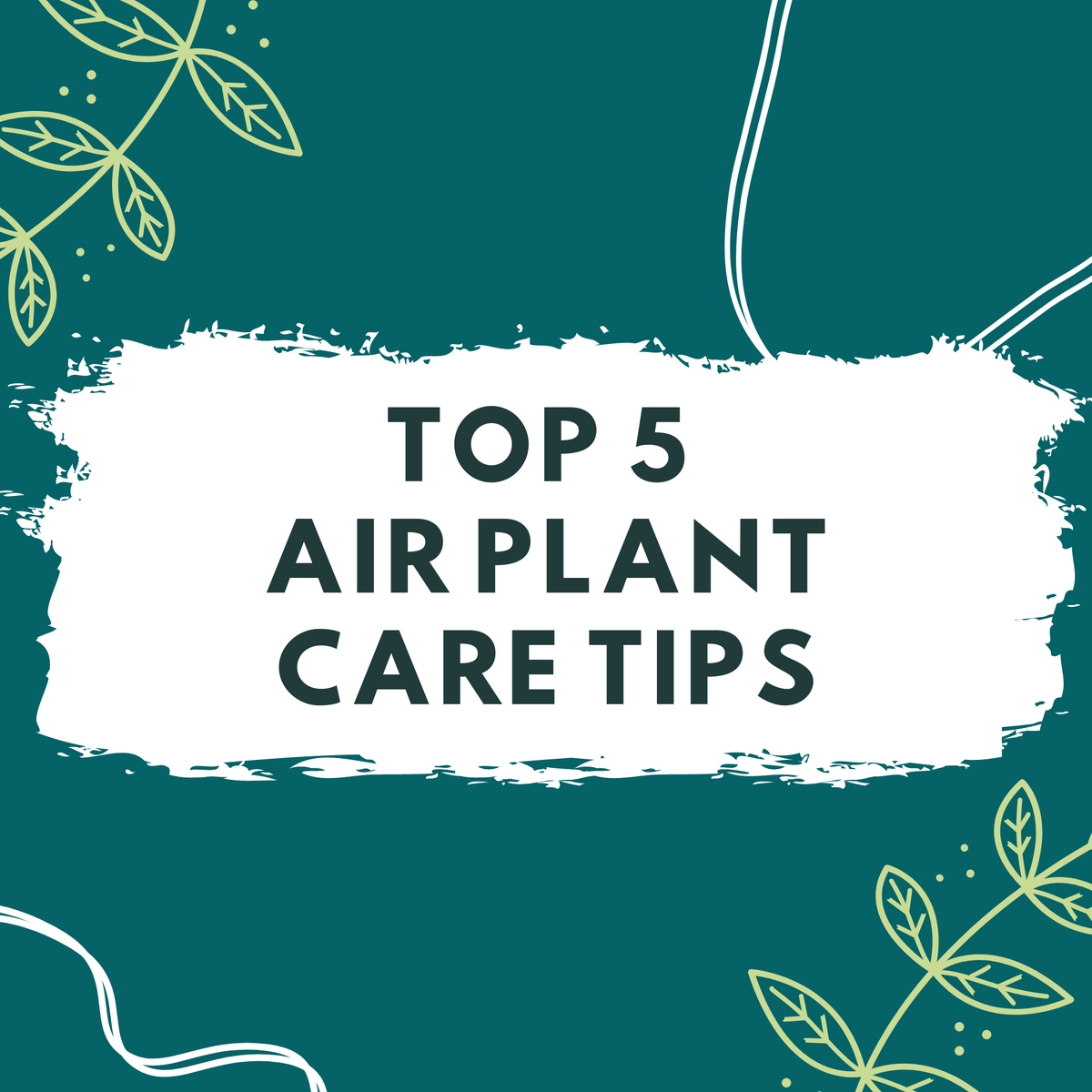 hanging pothos plant Epipremnum Aureum 'Neon' Pothos | Easy to Care for Trailing Houseplant main image 0