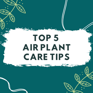 Top 5 Air Plant Care Tips
