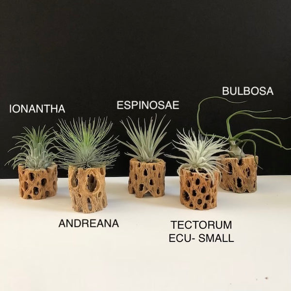 Cholla Wood Air Plant Holder