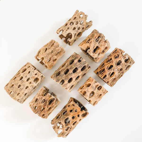 Cholla Wood Air Plant Holder