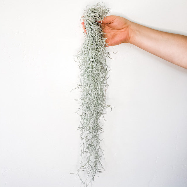 hanging moss plant Hanging Moss – The Artie Party