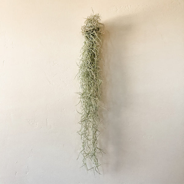 Hanging Moss