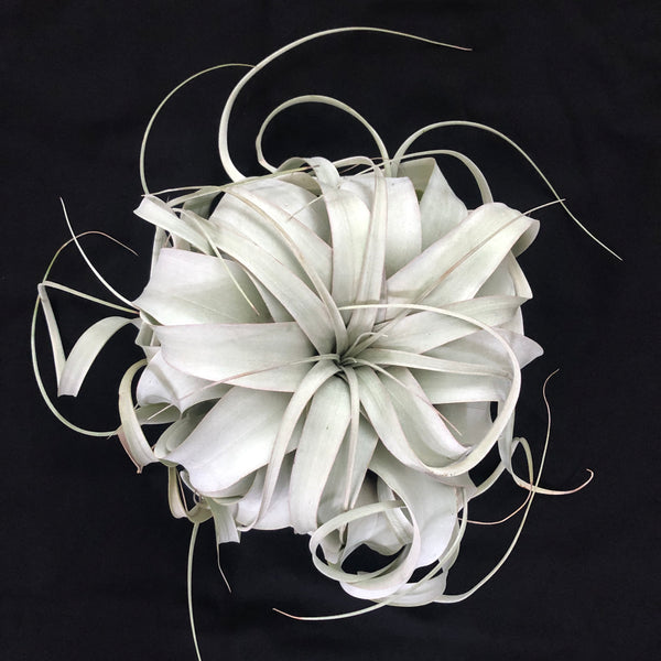 Xerographica aka My Favorite Air Plant