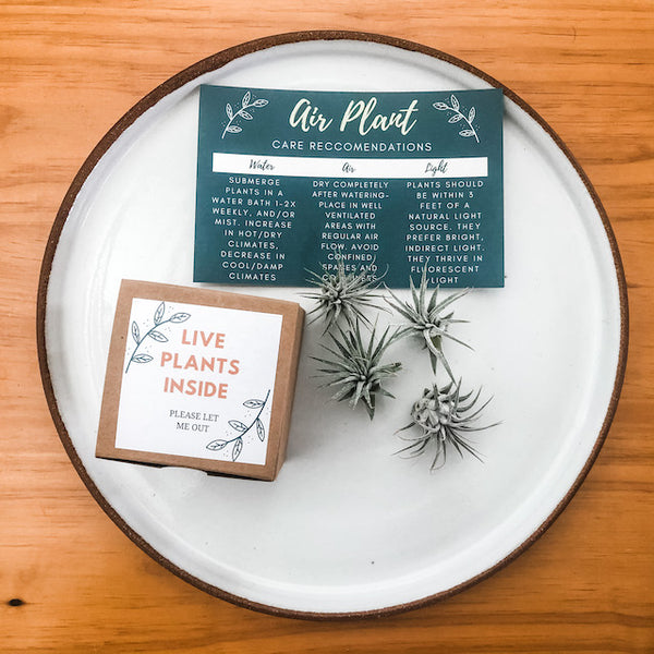 DIY Clay Air Plant Hanging