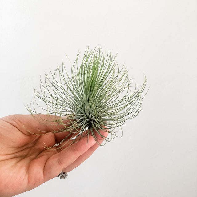 andreana air plant Andreana – The Artie Party
