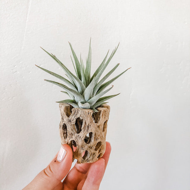 Cholla Wood Indoor Plant Arrangement, Handmade Plant Gift