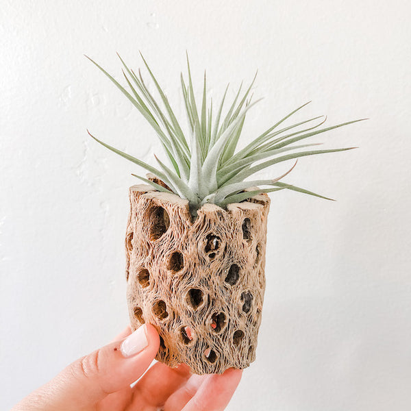 Cholla Wood Air Plant Holder