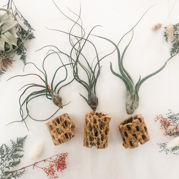 Holiday Cholla Set- 'The Weirdos'