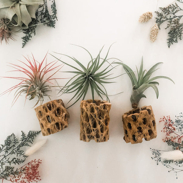 Holiday Cholla Set- Mini's