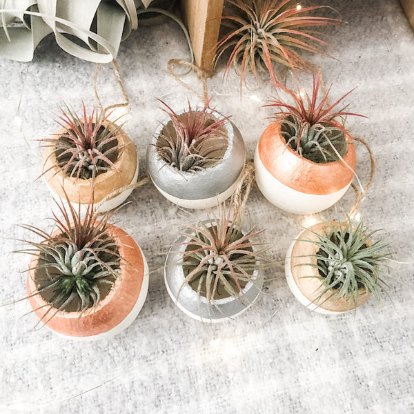 Air Plant Bell Cup Holiday Ornaments- Metallic