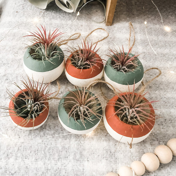 Air Plant Bell Cup Holiday Ornaments- Red & Green