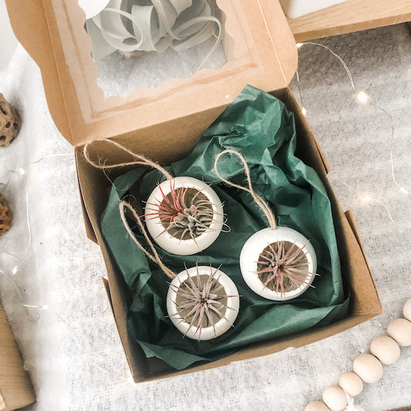 Air Plant Bell Cup Holiday Ornaments- Natural