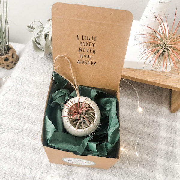 Air Plant Bell Cup Holiday Ornaments- Natural