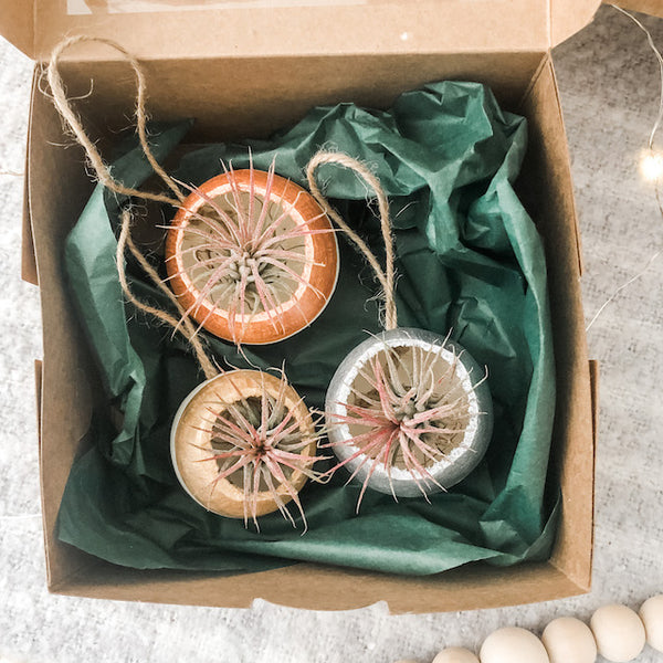 Air Plant Bell Cup Holiday Ornaments- Metallic