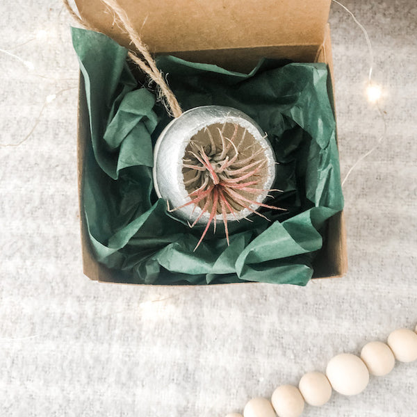 Air Plant Bell Cup Holiday Ornaments- Metallic