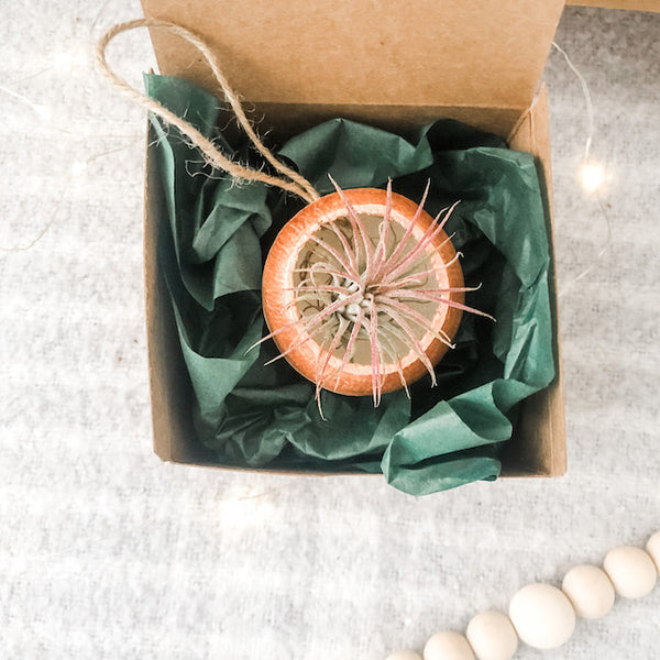 Air Plant Bell Cup Holiday Ornaments- Metallic