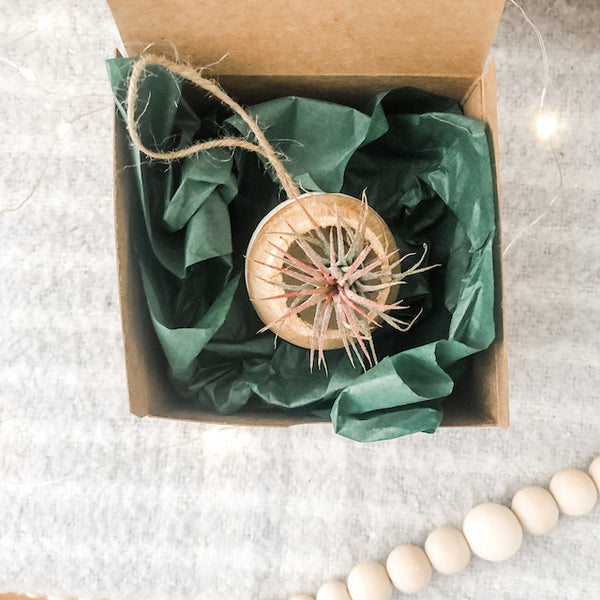 Air Plant Bell Cup Holiday Ornaments- Metallic