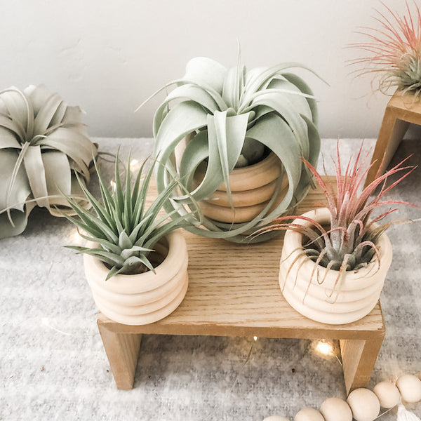 Holiday Wooden Ring Pot Set- Variety Sized