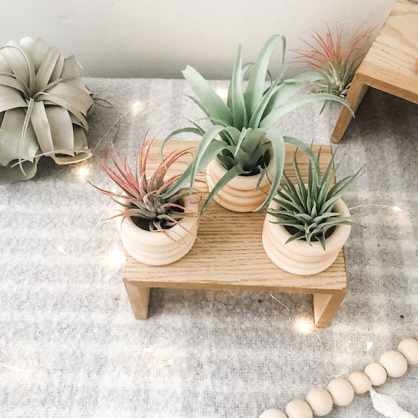 Holiday Wooden Ring Pot Set- Medium