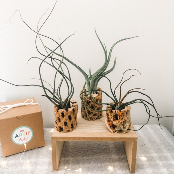 Holiday Cholla Set- 'The Weirdos'