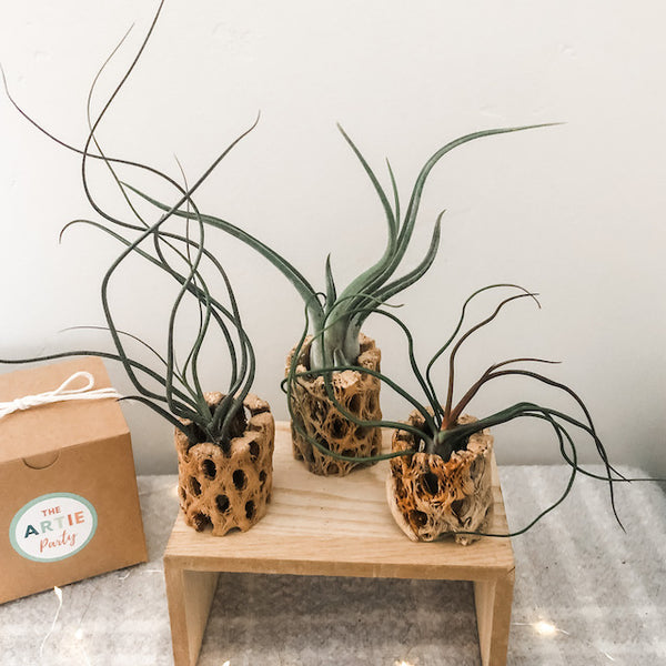 Holiday Cholla Set- 'The Weirdos'