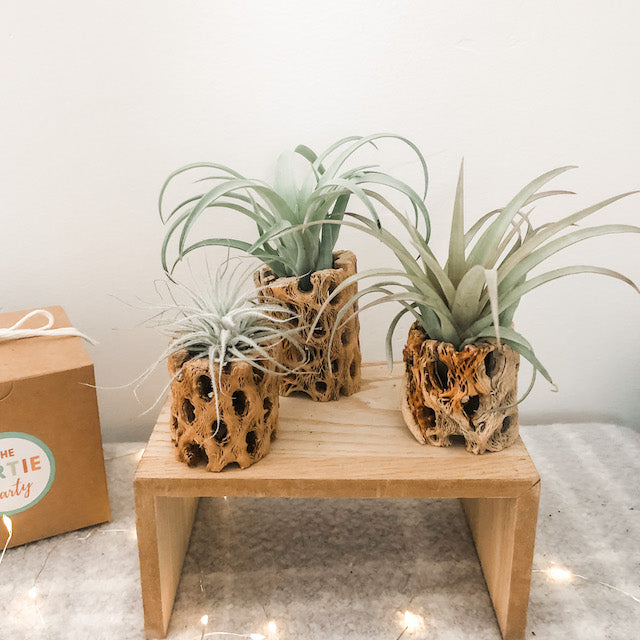 cholla wood air plant Holiday Cholla Set- Premium – The Artie Party