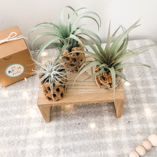 Holiday Cholla Set- Premium