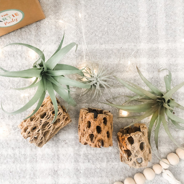 Holiday Cholla Set- Premium