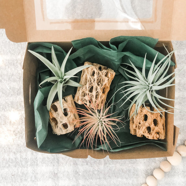 Holiday Cholla Set- Mini's