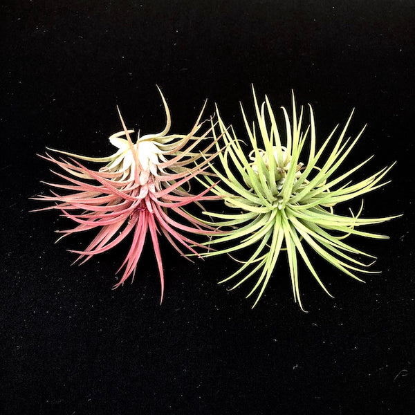 Ionantha Rubra