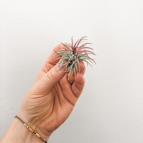 Ionantha