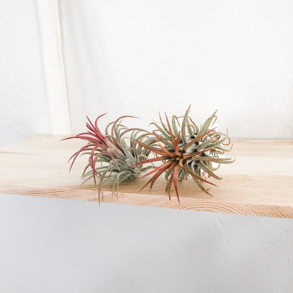 Ionantha