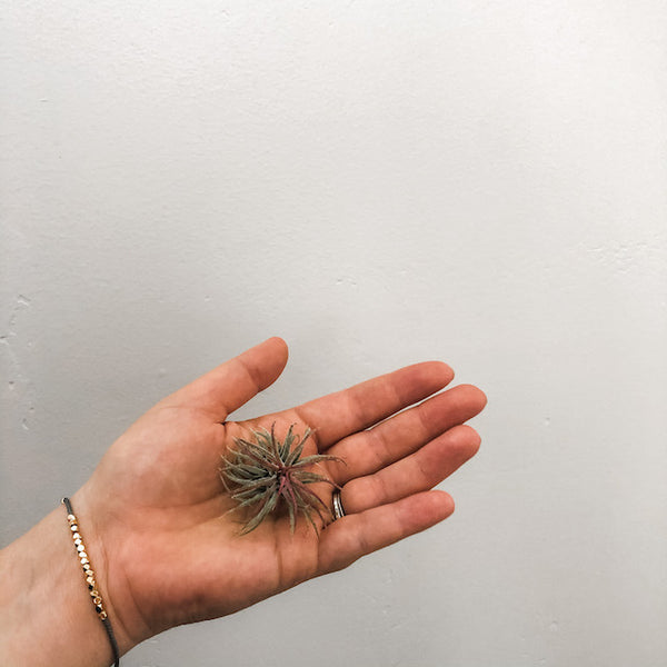 Ionantha