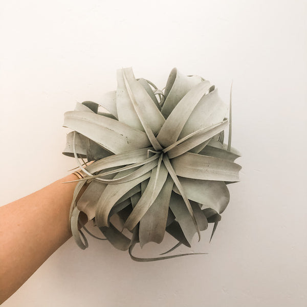 Xerographica aka My Favorite Air Plant