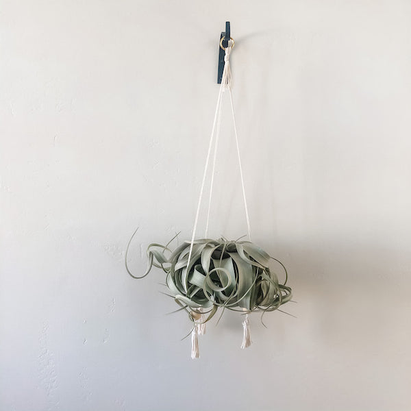 Hanging Gold Hoop Air Plant Throne, Medium