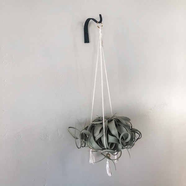 Hanging Gold Hoop Air Plant Throne, Medium