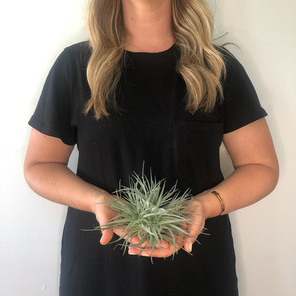 Purple Stricta Clump