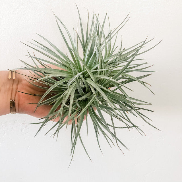 air plant clump Purple Stricta Clump – The Artie Party