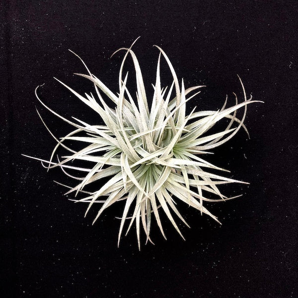 Purple Stricta Clump