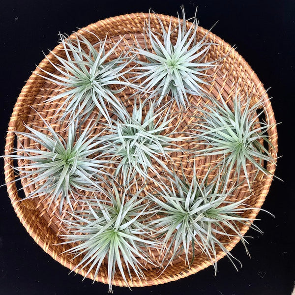 Purple Stricta Clump