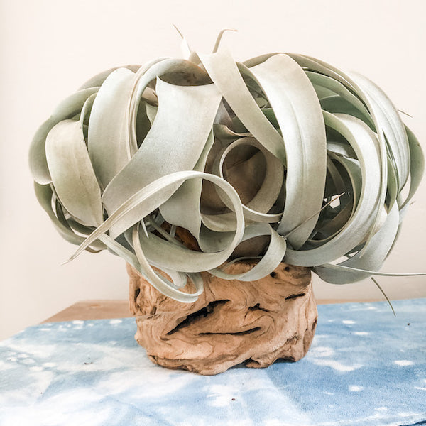 Hollow Grapevine Wood Trunks