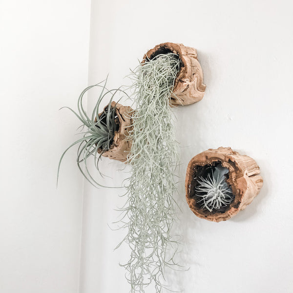 Hollow Grapevine Wood Trunks