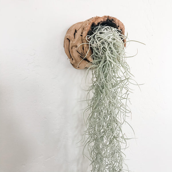 Hollow Grapevine Wood Trunks