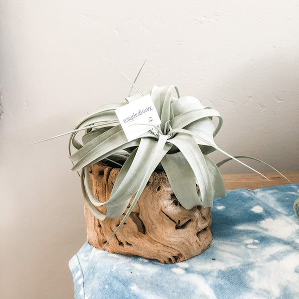 Hollow Grapevine Wood Trunks