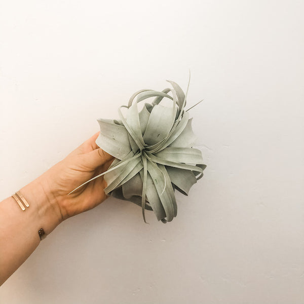 Xerographica aka My Favorite Air Plant