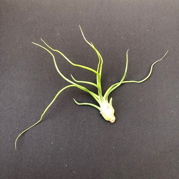 Bulbosa