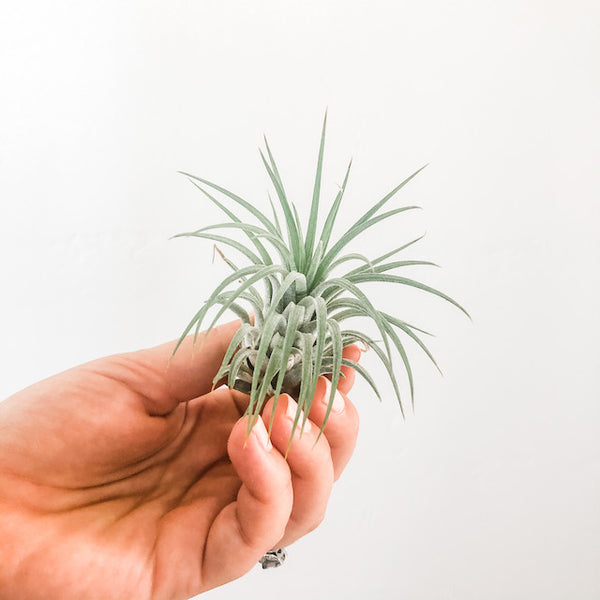Ionantha