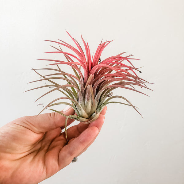 Ionantha Rubra