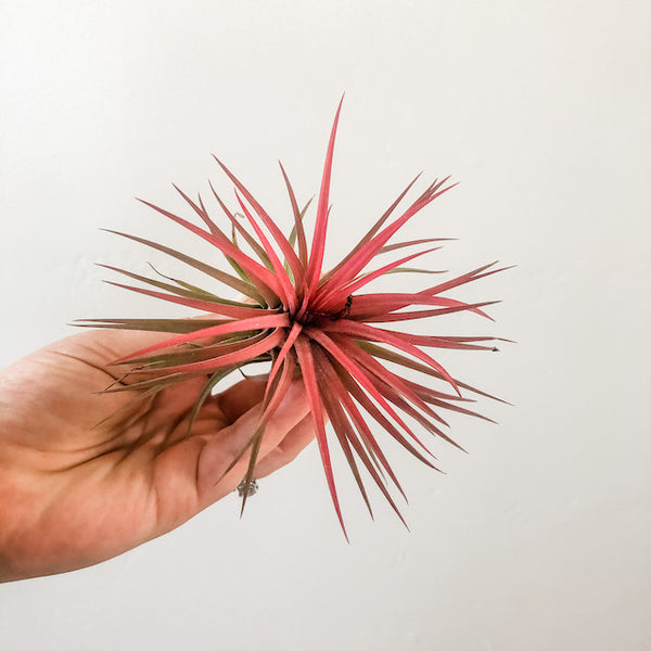 Ionantha Rubra