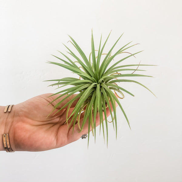 Ionantha Rubra
